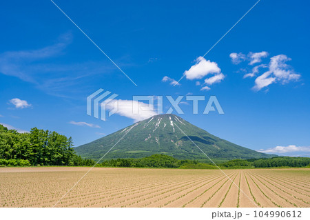 美しい羊蹄山 夏の畑 美しい羊蹄山 夏の畑 104990612