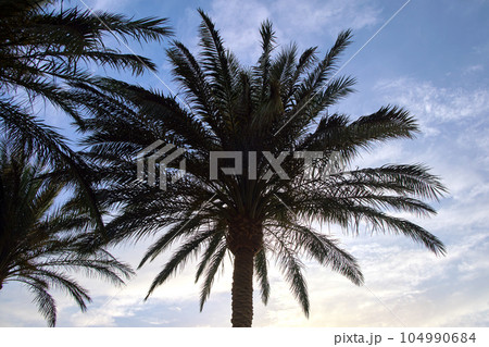 Beautiful green coconut palm trees on tropical beach against evening sky. Summer vacation concept Beautiful green coconut palm trees on tropical beach against evening sky. Summer vacation concept 104990684
