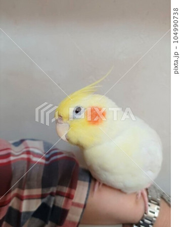 腕にとまりリラックスのオカメインコ 腕にとまりリラックスのオカメインコ 104990738