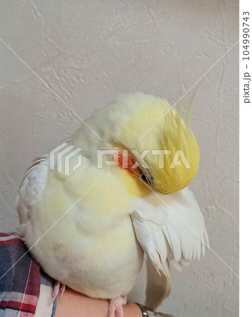 腕にとまりリラックスのオカメインコ 腕にとまりリラックスのオカメインコ 104990743