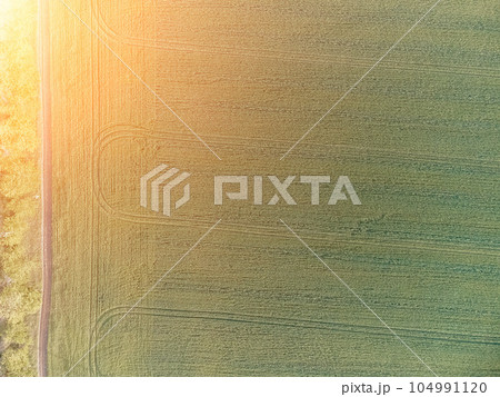 Aerial view on green wheat field in countryside. Field of wheat blowing in the wind on sunset. Young and green Spikelets. Ears of barley crop in nature. Agronomy, industry and food production. 104991120