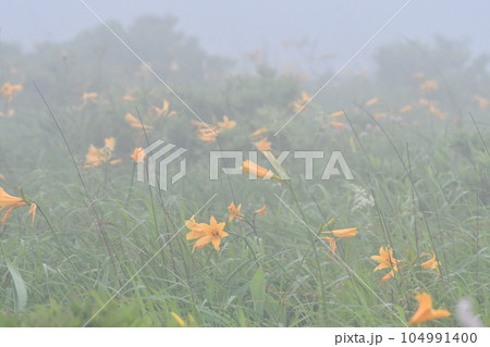 ニッコウキスゲ　長野県霧ヶ峰高原 104991400