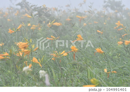 ニッコウキスゲ 長野県霧ヶ峰高原 ニッコウキスゲ 長野県霧ヶ峰高原 104991401