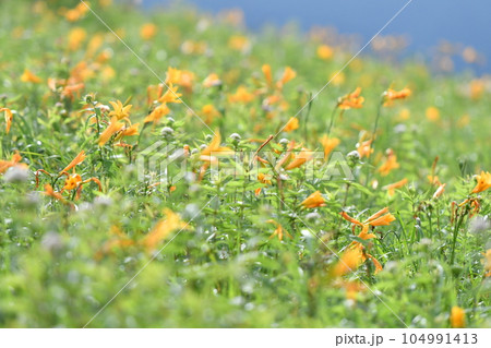 ニッコウキスゲ　長野県霧ヶ峰高原 104991413