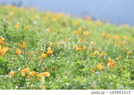 ニッコウキスゲ　長野県霧ヶ峰高原 104991415