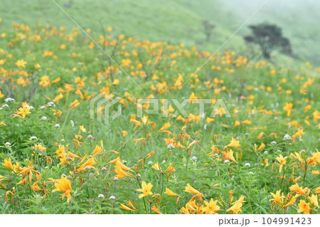 ニッコウキスゲ　長野県霧ヶ峰高原 104991423