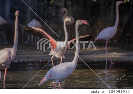 遠くを見つめているフラミンゴ 遠くを見つめているフラミンゴ 104991919