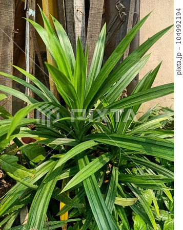 Close up of pandan plant  104992194