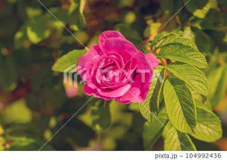 八重咲ハマナスの開花 104992436