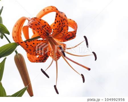 オニユリの花 オニユリの花 104992956