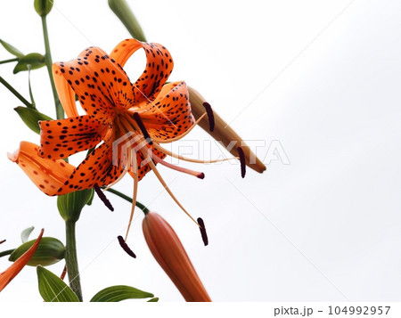 オニユリの花 104992957