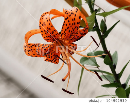 オニユリの花 104992959