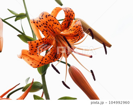 オニユリの花 104992960