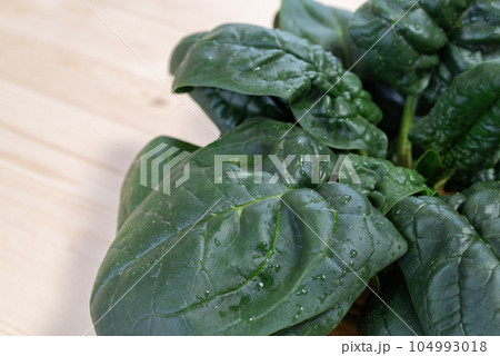 新鮮な野菜　ちぢみほうれん草 104993018