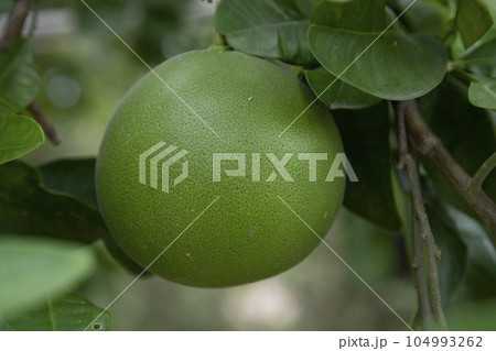Green Pomelo (Citrus grandis) Pomelos are the most prominent fruits oranges hanging on the tree branch Green Pomelo (Citrus grandis) Pomelos are the most prominent fruits oranges hanging on the tree branch 104993262