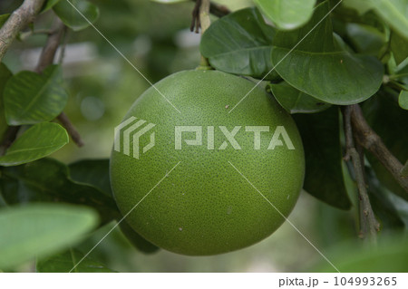 Green Pomelo (Citrus grandis) Pomelos are the most prominent fruits oranges hanging on the tree branch Green Pomelo (Citrus grandis) Pomelos are the most prominent fruits oranges hanging on the tree branch 104993265