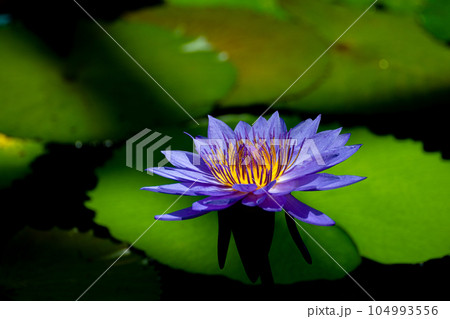 スイレンの花のクローズアップ スイレンの花のクローズアップ 104993556
