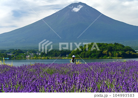 山梨県 河口湖 大石公園 富士山とラベンダー 山梨県 河口湖 大石公園 富士山とラベンダー 104993583
