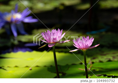 スイレンの花 スイレンの花 104993732