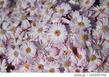ピンクと白の花びらが一面に広がった背景画像 ピンクと白の花びらが一面に広がった背景画像 104993746