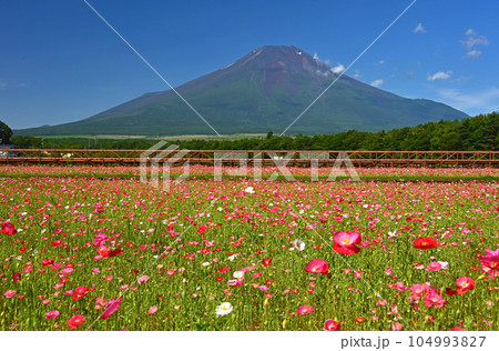 山梨県　花の都公園　富士山とポピー 104993827