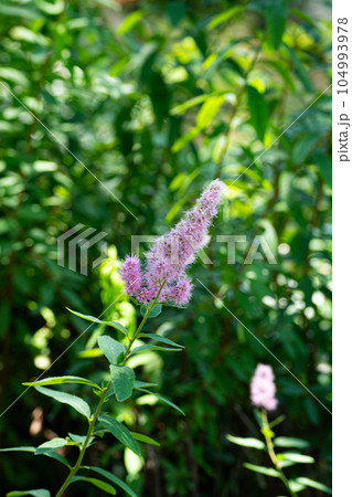 ホザキシモツケの花の房 104993978