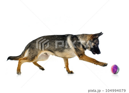young german shepherd 104994079