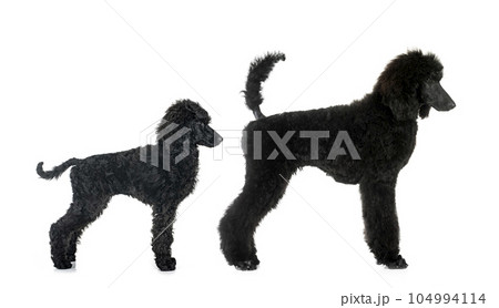 standard poodles in studio 104994114