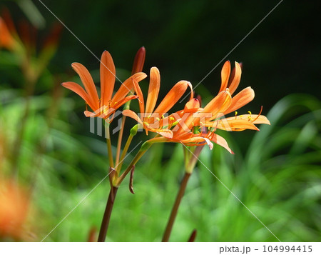 キツネノカミソリのオレンジ色の花が咲いています 花(8月)キツネノカミソリ12H4.3 キツネノカミソリのオレンジ色の花が咲いています 花(8月)キツネノカミソリ12H4.3 104994415