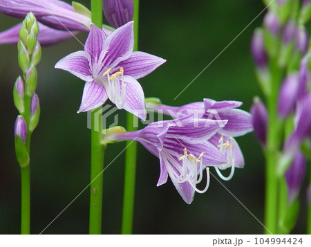 紫色の花びらが美しいギボウシ　花(8月)コバノギボウシ03H4.3 104994424