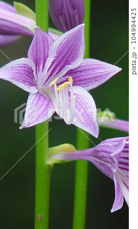 紫色の花びらが美しいギボウシ　花(8月)コバノギボウシ03V9.16 104994425