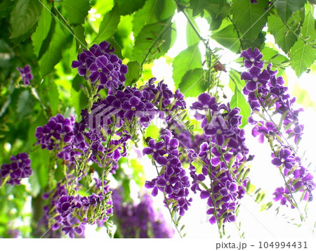 垂れ下がる房が紫色の花 花(8月)デュランタ09H4.3の写真素材