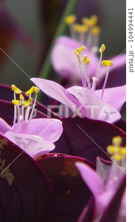 雌しべと雄しべが可憐な花　花(8月)ムラサキゴテン(紫御殿)08V9.16 104994441
