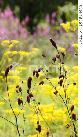 実のようなエンジ色の花 花(8月)ワレモコウ(吾亦紅)15V9.16 実のようなエンジ色の花 花(8月)ワレモコウ(吾亦紅)15V9.16 104994445
