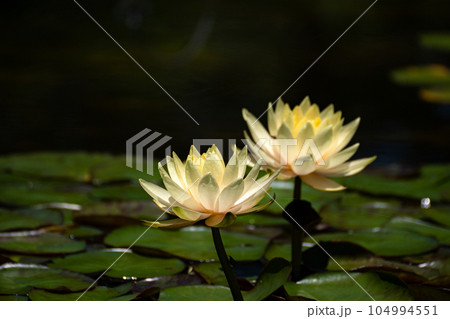 真夏のスイレン 真夏のスイレン 104994551