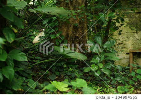 首里第32軍司令部壕に佇む地域猫 （沖縄県那覇市, 2022年5月） 104994565