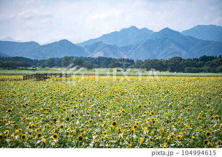 宮崎西都原古墳群に咲くひまわり畑の風景 104994615