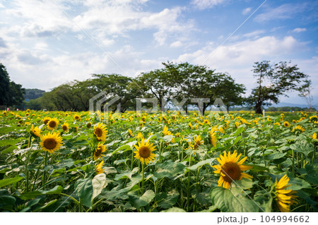 宮崎西都原古墳群に咲くひまわり畑の風景 宮崎西都原古墳群に咲くひまわり畑の風景 104994662