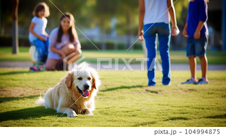 Cute golden retriever dog lying on green grass...のイラスト素材 [104994875 ...
