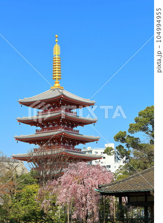 【東京都】晴天下の浅草寺五重塔と満開の桜 【東京都】晴天下の浅草寺五重塔と満開の桜 104994955
