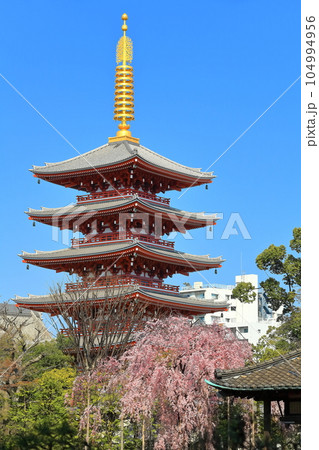 【東京都】晴天下の浅草寺五重塔と満開の桜 【東京都】晴天下の浅草寺五重塔と満開の桜 104994956