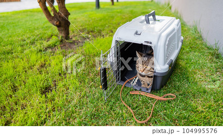 Calm confident gray tabby cat lies in a carrier on green grass outdoors.  104995576