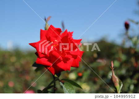 荒尾市 おもやい市民花壇 バラの花、 荒尾市 おもやい市民花壇 バラの花、 104995912
