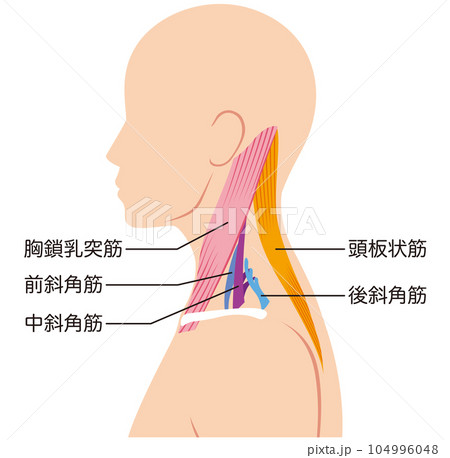 首の筋肉の構造 名称 首の筋肉の構造 名称 104996048
