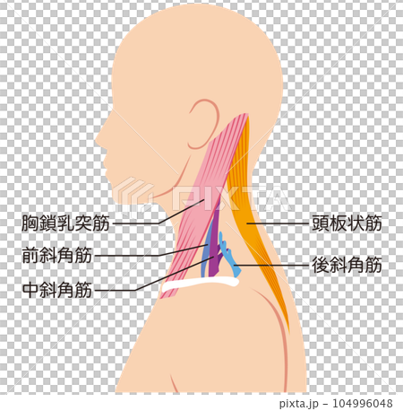 首の筋肉の構造 名称 首の筋肉の構造 名称 104996048