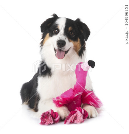 Miniature American Shepherd Miniature American Shepherd 104996251