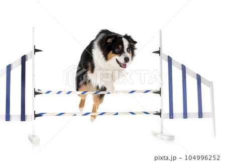 Miniature American Shepherd Miniature American Shepherd 104996252