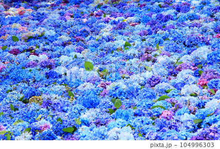 紫陽花 雨引観音 紫陽花 雨引観音 104996303