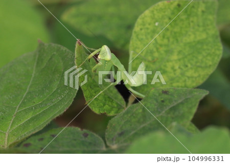 カマキリ 104996331