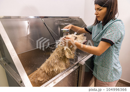 Golden retriever dog taking a shower Golden retriever dog taking a shower 104996366